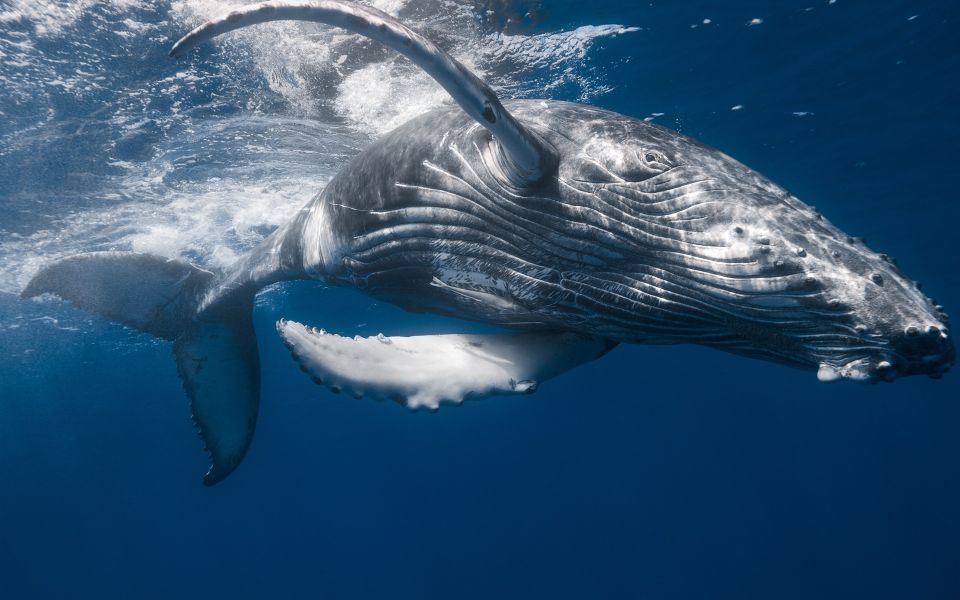 The Majestic Humpback Whales of Samaná - Seaside Punta Cana