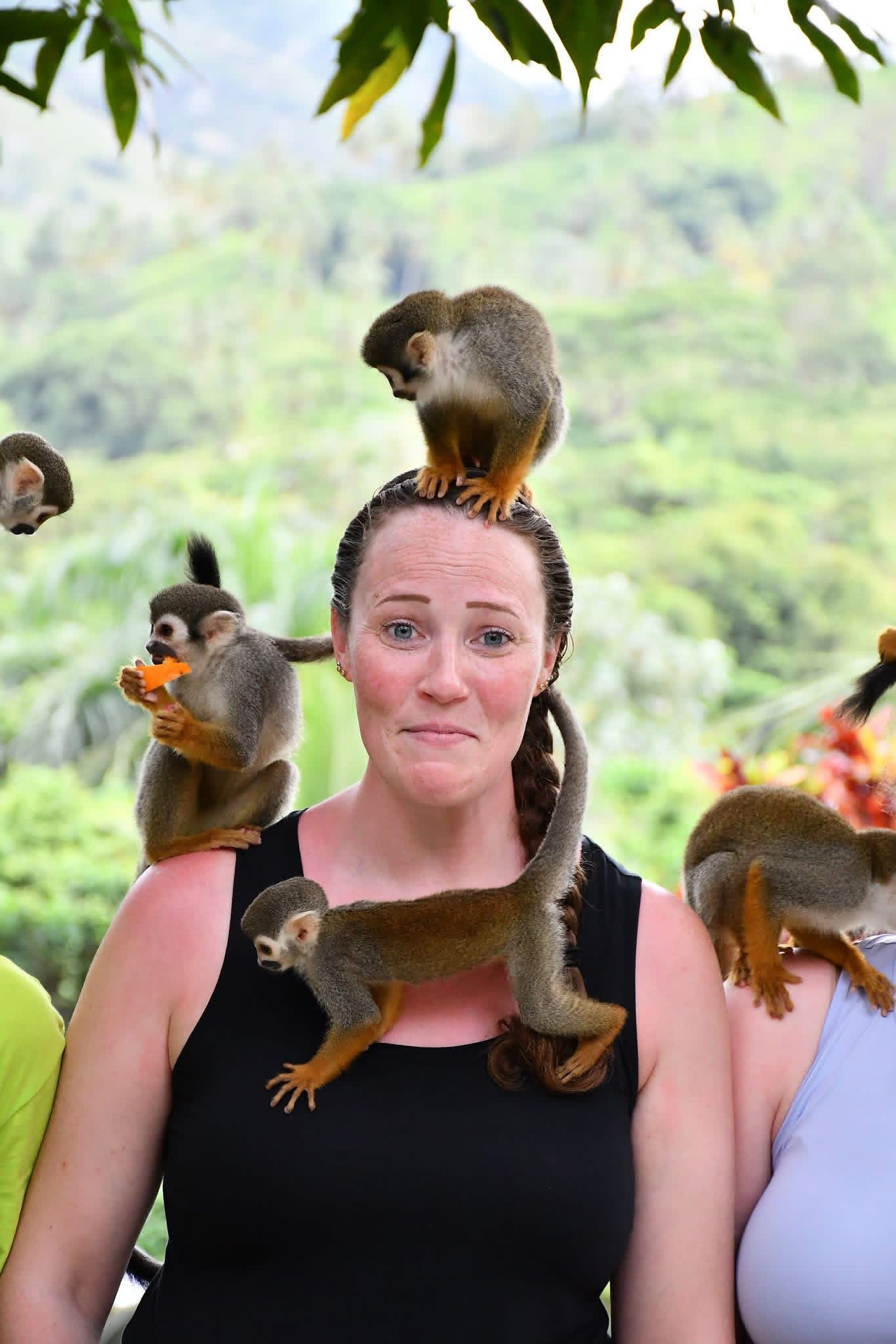 Monkeyland and Plantation Tour - photo 8