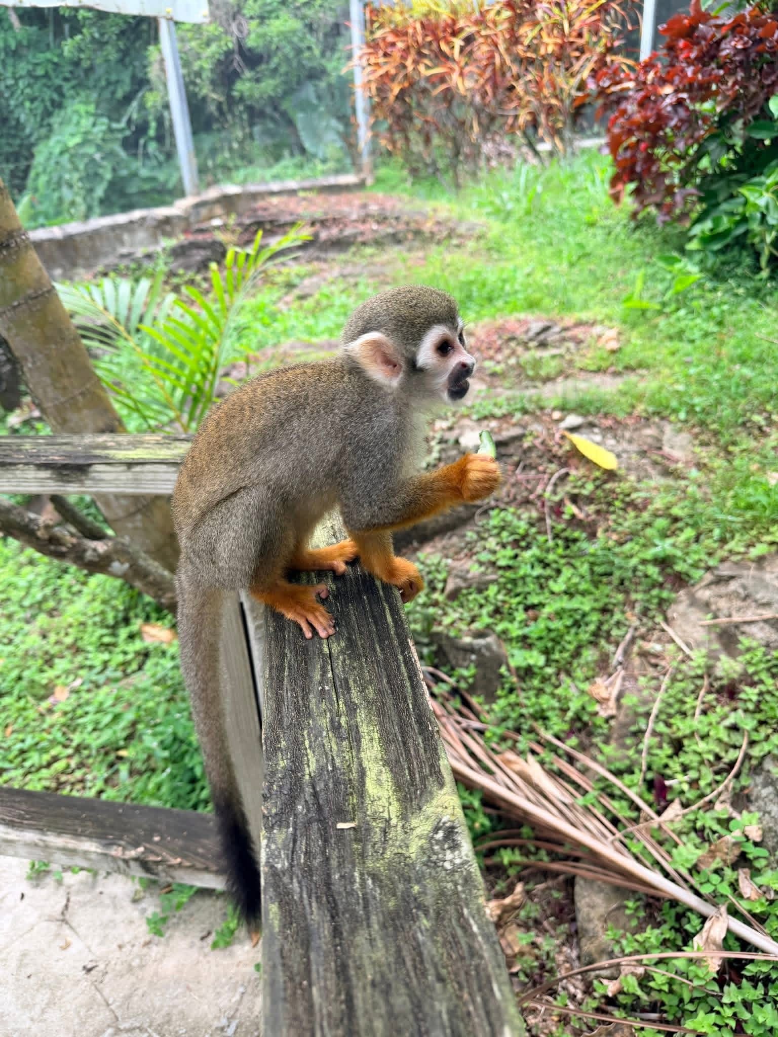 Monkeyland and Plantation Tour - photo 16