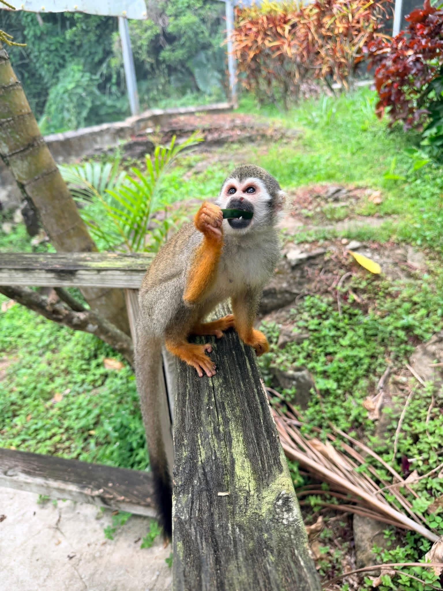 Monkeyland and Plantation Tour - photo 17