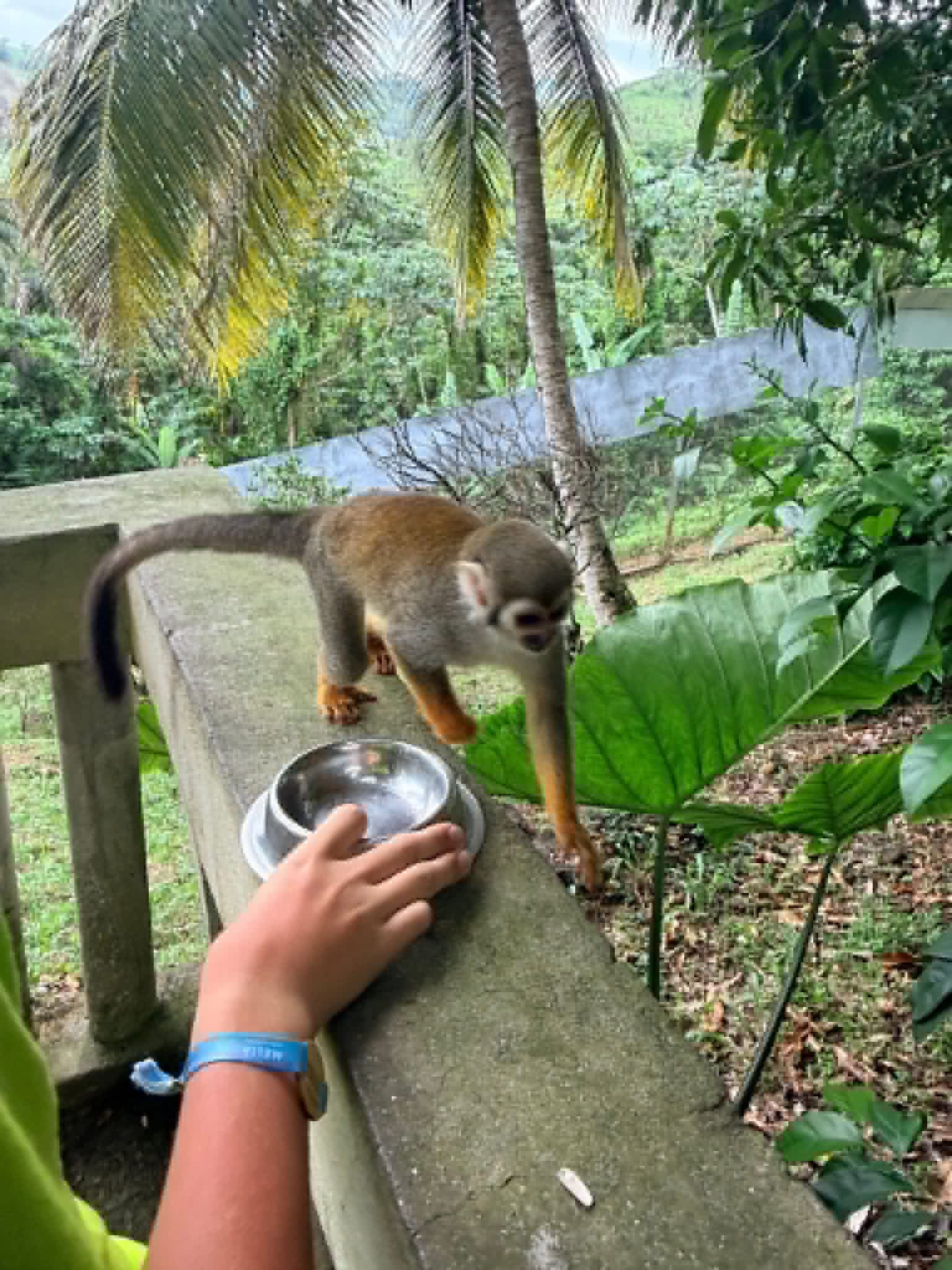 Monkeyland and Plantation Tour - photo 20
