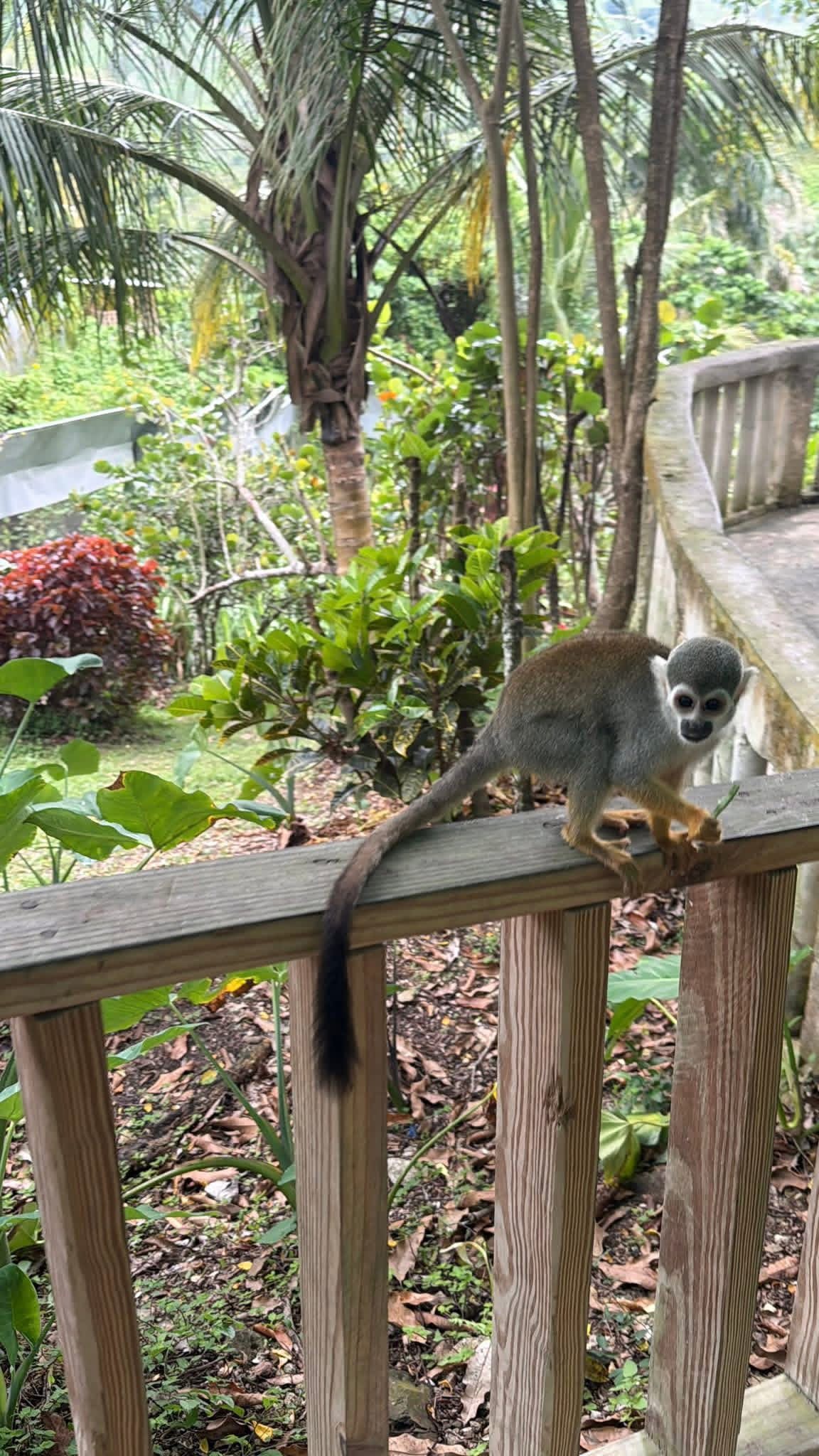 Monkeyland and Plantation Tour - photo 22