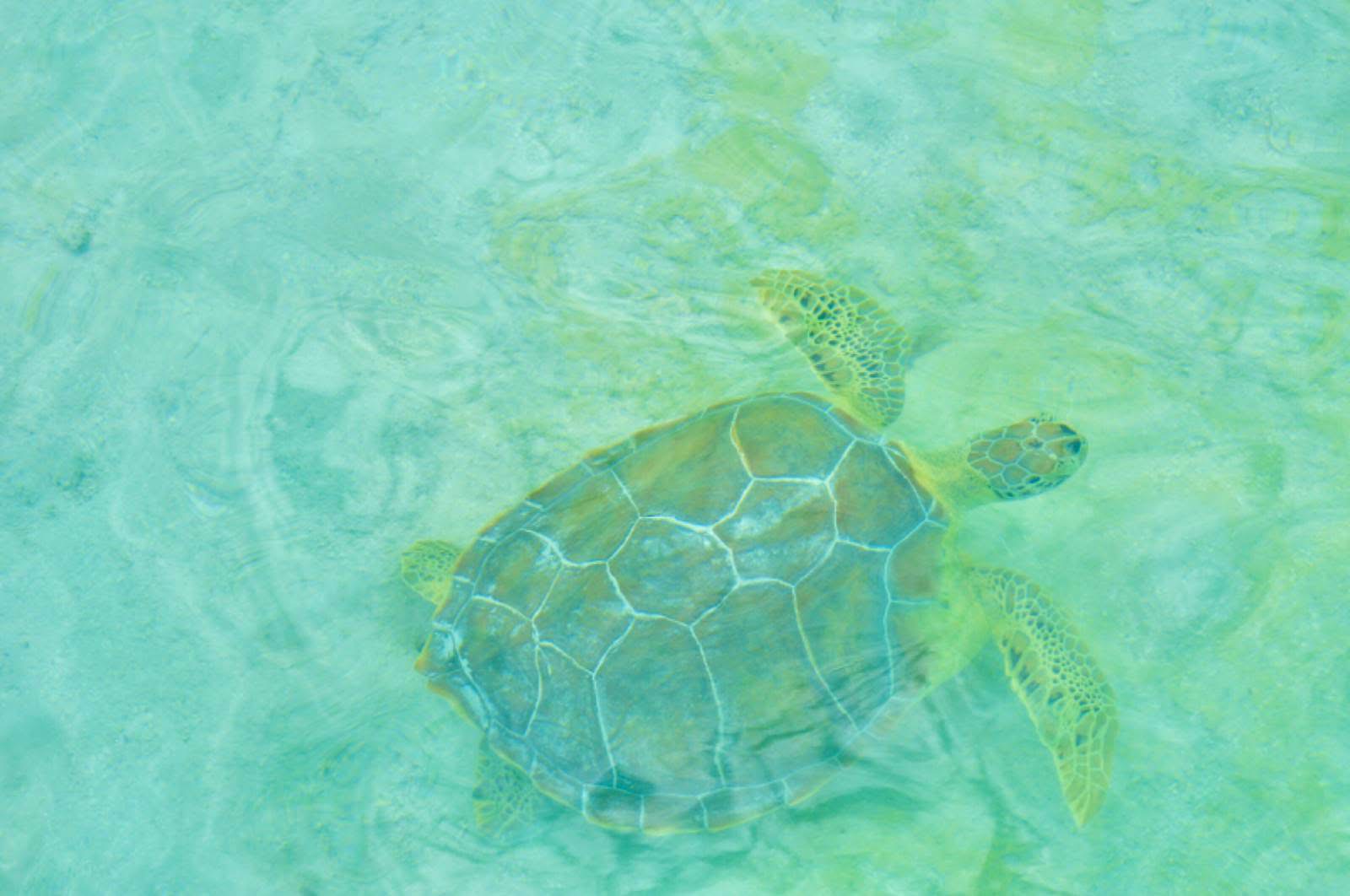 Saona Island Semi Private VIP - photo 41