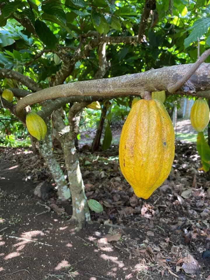 City Tour -Discover the Authentic Heart of the Dominican Republic - photo 17