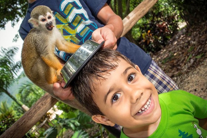 Monkeyland and Plantation Tour