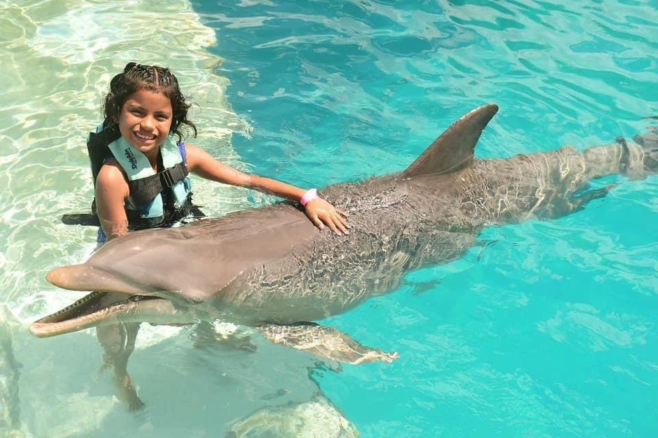 Dolphin Explorer